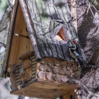 большой пестрый дятел :: юрий макаров