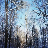 В лесу :: Людмила Смородинская