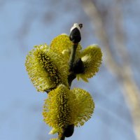 Весна :: Лариса С.