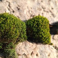 Урал :: Елена Шаламова