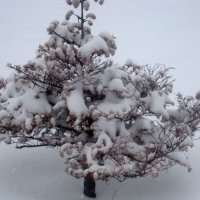 **** :: Елена Семигина