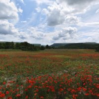 Природа Крыма :: Изумительная Космея