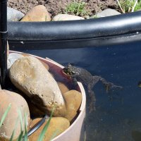 Водные процедуры. :: ВикТор Быстров