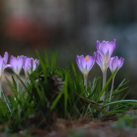 Ах, как хочется весны! :: Игорь Шевченко