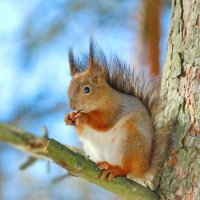 встречая весну... :: Andrey Bragin 