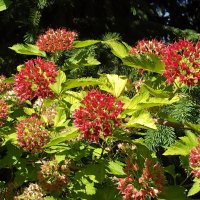 Пузыреплодник :: Freddy 97