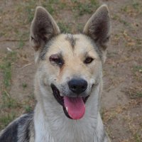 Я хороший пес :: Владимир 