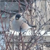 Снегириха. :: сергей ермошкин