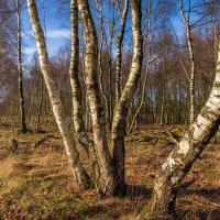 У кривых берёз... :: Николай Гирш