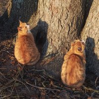 Жители Ривьеры. :: Лилия *