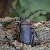 Усач-кожевник :: Aleksey Afonin