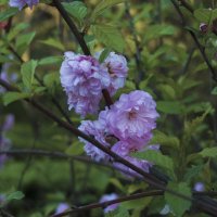 Сакура :: Валентин Семчишин