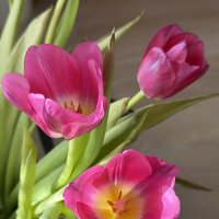 Цветы в подарок) :: Любовь 