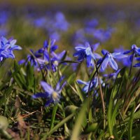 Цвета прохладной, спокойной волны.. :: Татьян@ Ивановна