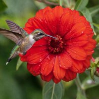 ЦВЕТЫ :: МАРИЯ ПОПОВА