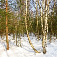 Опушка весеннего леса :: Андрей Снегерёв