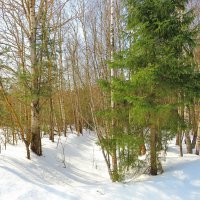 На краю леса :: Андрей Снегерёв