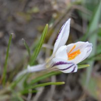 Шафран сетчатый, крокус полосатый :: Надежда Куркина 