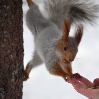 Белка :: Savayr 