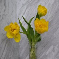 Клубника в шоколаде :: Татьяна Машошина