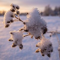 сухие цветы зимой :: Лилия 