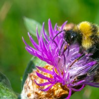 Лето. Макро :: Владимир Лазарев