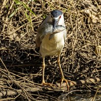 Кваква. :: Alexander Amromin