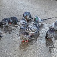 Голуби купаются в лужах - к теплу :: Валерий Иванович