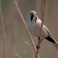 Усатая синица :: Yudong Liu