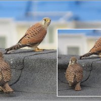 Влюблённая пара :: Сеня Белгородский
