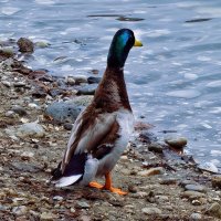 Любопытная утка :: Мариша 