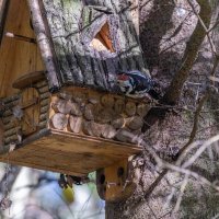 пестрый дятел :: юрий макаров