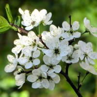 Вишневый букетик :: Лариса С.