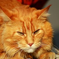 Рыжик :: Владимир59 