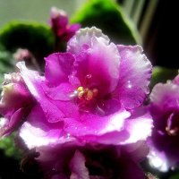 Фиалка :: Елена Семигина