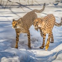 гепарды зимой :: Аркадий Лаптенко