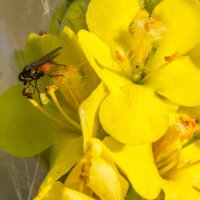 Краски лета. Коровяк обыкновенный. :: Алексей Трухин Краски лета. Коровяк обыкновенный. :: Алексей Трухин