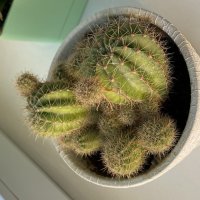 Кактус :: М С