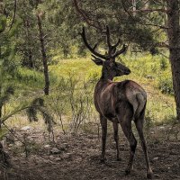 В заповеднике :: елена беликова