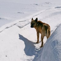 Местный пёс. :: ВикТор Быстров