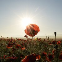 Природа Крыма :: Изумительная Космея