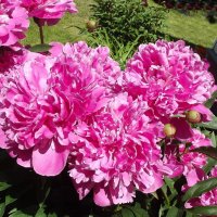 Пионы :: Freddy 97