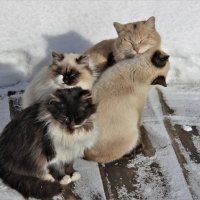 питомцы :: Венера Чуйкова