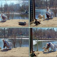 Март в ростовском зоопарке :: Нина Бутко