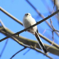 Длиннохвостая синица :: Ninell Nikitina