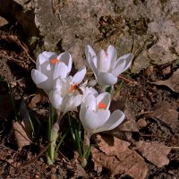 крокусы :: Игорь Kуленко