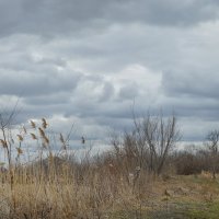 Весеннее пробуждение... :: Надежда Куркина 