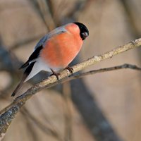 Мечтатель ) :: Андрей Зайцев