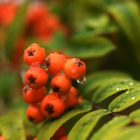 После дождя :: Магомед .