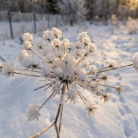 Сныть под снегом :: Лилия 